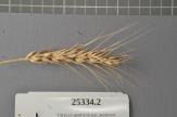 Click for 1 image(s) for this accession. Spike